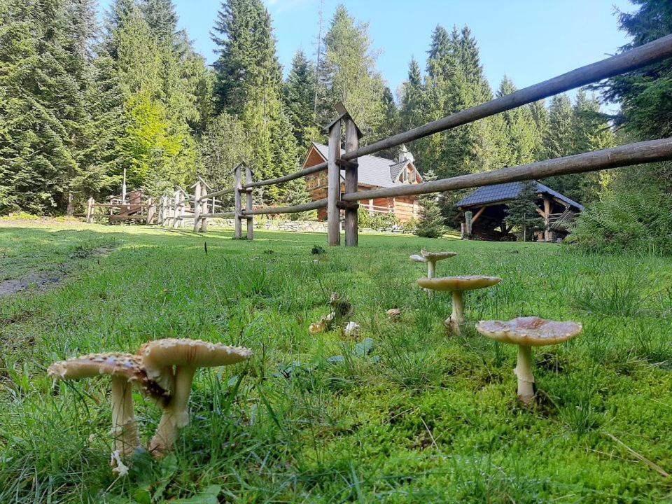 Lesna Bacowka Villa Nowy Targ Exterior foto