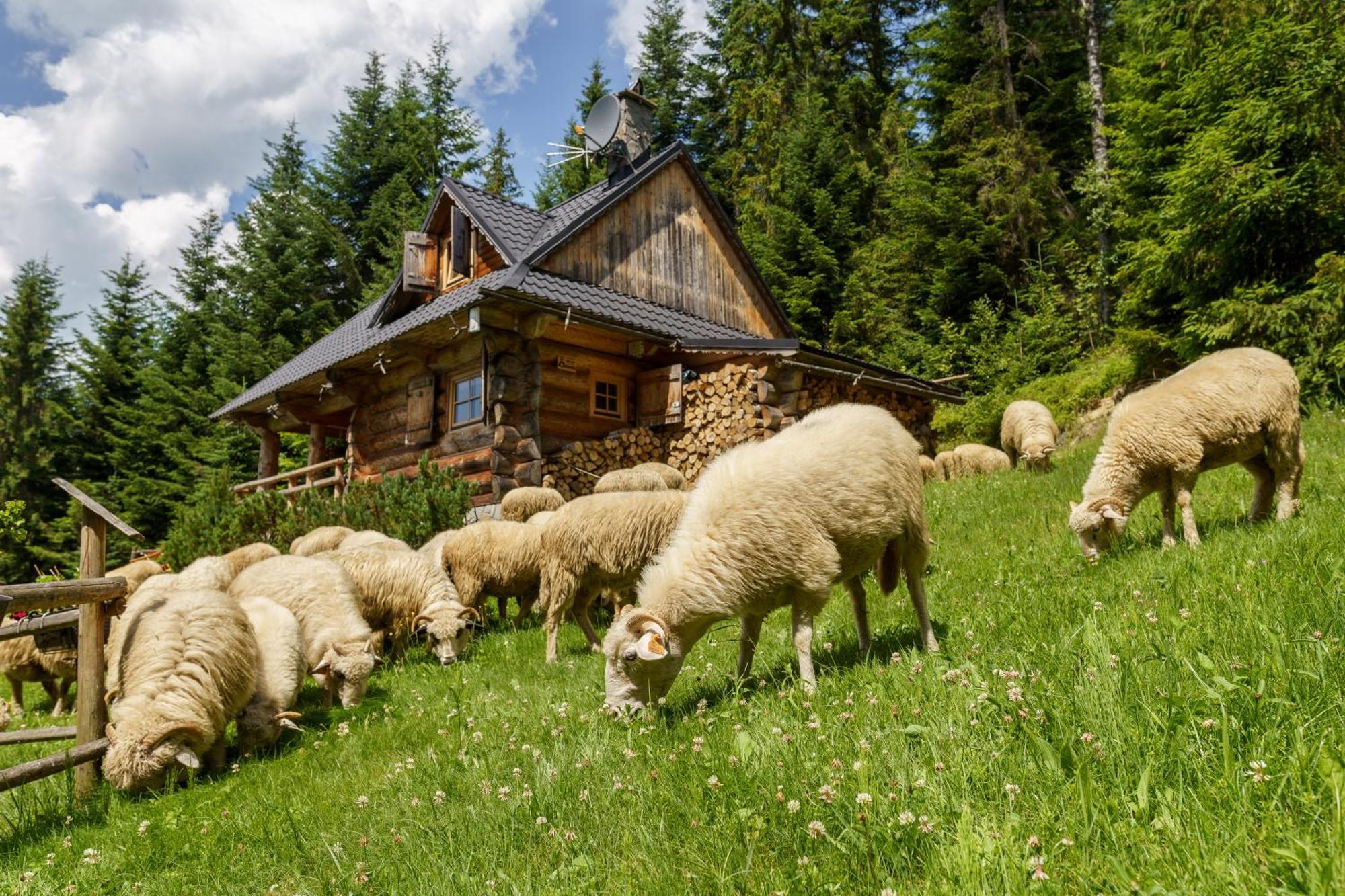 Lesna Bacowka Villa Nowy Targ Exterior foto